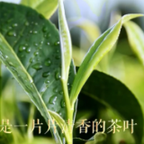 【人民记忆：百年百城】泾县奔小康