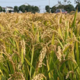 全国人大常委会种质资源保护和育种创新调研座谈会在长召开 武维华出席并讲话