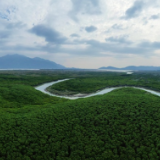 【星辰大海】福建云霄：数百公顷红树林守护“鸟类中的大熊猫”