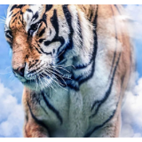 苍！穹！巨！灵！ 虎！年！特！制！