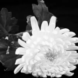 大江东去与大海同在 浩气长存励复兴之志 江泽民同志骨灰撒入江海