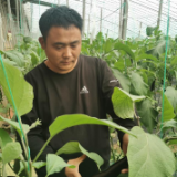 新春走基层丨“棚二代”种上了“五代棚”