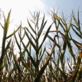 粮价攀升、食品价格上涨，多国打响“粮食保卫战”