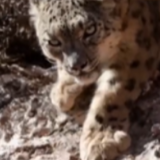 《我住江之头》｜雪豹 动物王国里的隐身高手