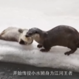 《我住江之头》｜水獭 “高原水域王者”养成记