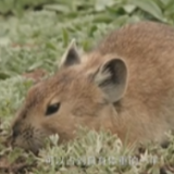 《我住江之头》｜高原鼠兔 既是“大胃王”，又是“挖洞专家”