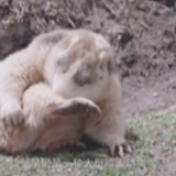 《我住江之头》｜喜马拉雅旱獭 因交配引发的“战争”