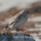 《我住江之头》｜白腰雪雀 娇小外表下隐藏的“好斗心”