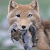 《我住江之头》｜“独眼“藏狐 伟大的母亲