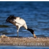 《我住江之头》|黑颈鹤夫妇 “奶爸奶妈”爱子心切