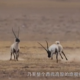 《我住江之头》｜藏羚羊 青藏高原的“旗舰物种”