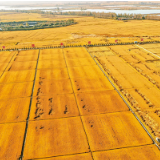 《求是》杂志编辑部：做好新发展阶段“三农”工作的行动纲领