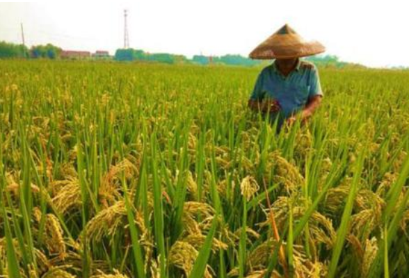 湖南省政协系统开展“稳定粮食播种面积”专项监督