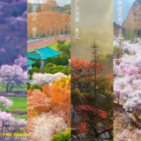 春已至花已开，盼疫散愿人安！