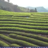 走进老区看新貌丨福建武夷山：好生态带来好发展 茶园兼把碳汇卖