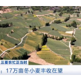 大国“粮”策|实现稳产增收 青海17万亩冬小麦丰收在望