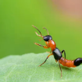 小心“虫虫”作案!这份《夏日防虫指南》请查收~