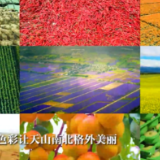 天山南北好“丰”景丨五颜六色！丰收的新疆格外美