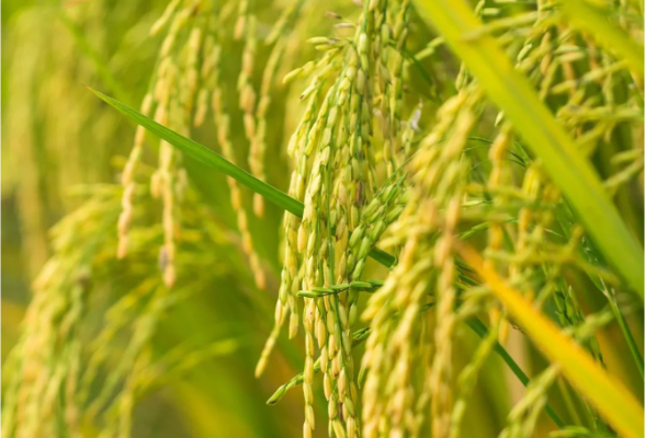 亩产突破573.8公斤，中国首个万亩耐盐碱水稻示范片测产
