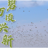 卫星瞰高质量发展 | 一碧万顷兴新业