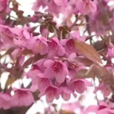 云南玉溪：冬樱齐绽放 花海醉人心