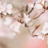 福建南安：青山环抱花盛开 赏樱游玩正当时