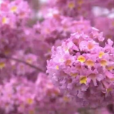 广东广州：紫花风铃花开正盛 浪漫花海游人如织
