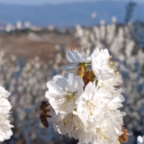 中国各地迎来赏花踏春好时节