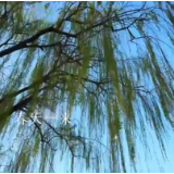 英雄之光丨我在春天思念你