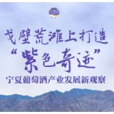 戈壁荒滩上打造“紫色奇迹”——宁夏葡萄酒产业发展新观察
