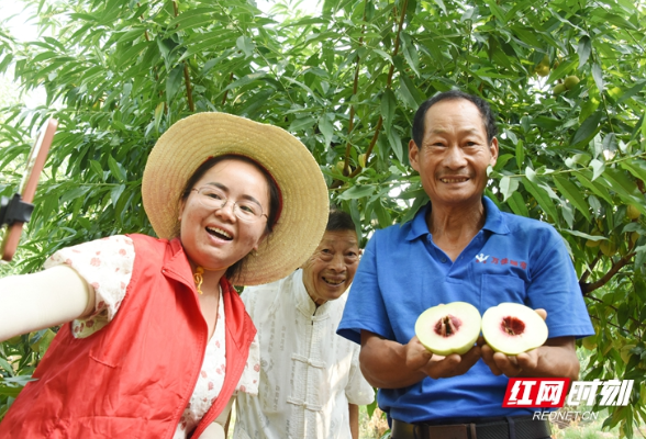 组图丨中华脆蜜桃为村民日子增甜蜜