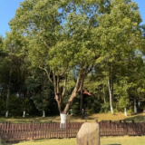 学习·故事丨香樟为证 治山治水写传奇