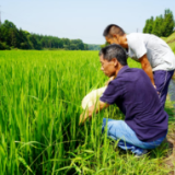 湖南省农业农村厅发布高温干旱天气水稻生产技术指导意见