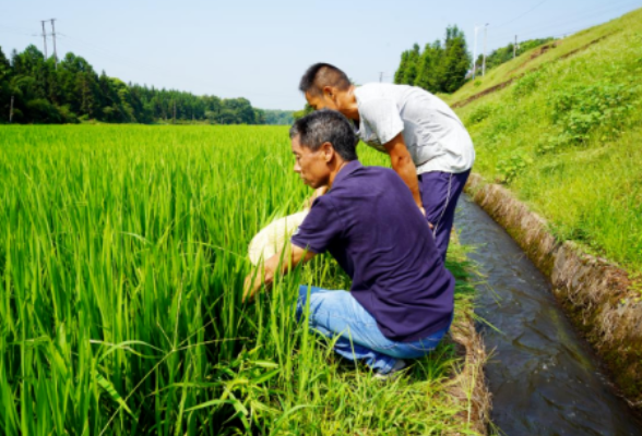 湖南省农业农村厅发布高温干旱天气水稻生产技术指导意见