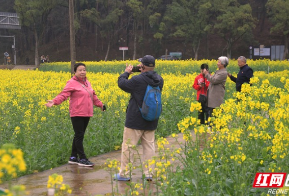 拥抱春天丨雨后韶山冲  油菜花海醉游人（组图）