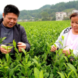茶旅融合 让慈利这个社区走上绿色致富路