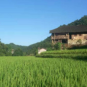 永定区把产业发展作为助力乡村振兴主要源泉
