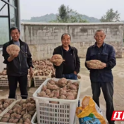 慈利县龙潭河镇联富村的红薯产业链