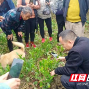 桑植县官地坪镇水流村：开展桑植白茶培管实用技术培训 助力乡村振兴