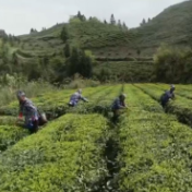 桑植：驻村第一书记谈乡村振兴｜走进小埠头村 专访毛程丙