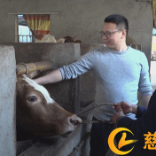 慈利县：“牛倌”父子干出“牛”事业