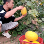 慈利本地哈密飘香了