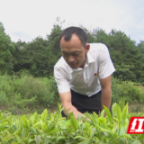 【慈利党建风采】崔平平：用奋斗铸就青春底色