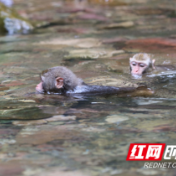 张家界国家森林公园：猕猴戏水觅清凉 （组图）