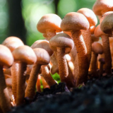 张家界：关于“预防野生蘑菇中毒”致广大市民朋友的一封信