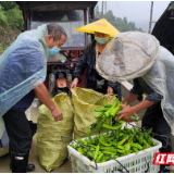 张家界市桑植县全力解决农民疫情期间农产品卖难问题