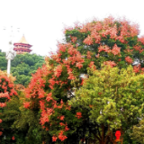 守护绿色家园的共产党员｜要干就要干出个样子