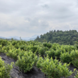 永定区茅岩河镇：“莓茶白”变成“摇钱树”   换来“茶农悦色”