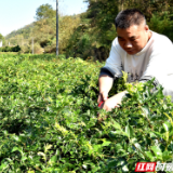 慈利：莓茶基地“整容”忙