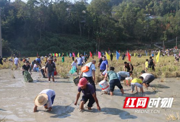 张家界武陵源：喜迎二十大庆国庆捉鱼比赛乐翻天